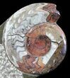 Fossil Goniatite & Orthoceras Sculpture - #62383-2